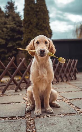 100% Natural Animal Ache Oil: for aching muscles, bone fractures or breaks 100ml (Dog, Cat, Horse, Pony)