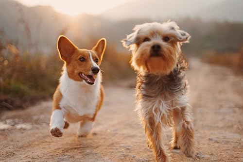 100% Natural Animal Ache Oil: for aching muscles, bone fractures or breaks 100ml (Dog, Cat, Horse, Pony)