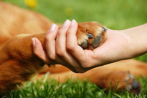 100% Natural Animal Ache Oil: for aching muscles, bone fractures or breaks 100ml (Dog, Cat, Horse, Pony)