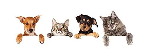 100% Natural Animal Ache Oil: for aching muscles, bone fractures or breaks 100ml (Dog, Cat, Horse, Pony)